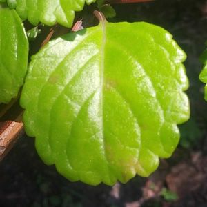 Meet your Posher, Gloria